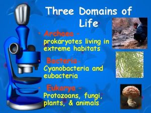 Three Domains of Life Archaea prokaryotes living in