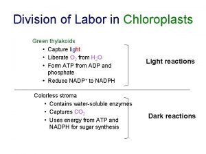 Division of Labor in Chloroplasts Green thylakoids Capture