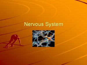 Nervous System Lesson 7 Vocab neurons nerve cells