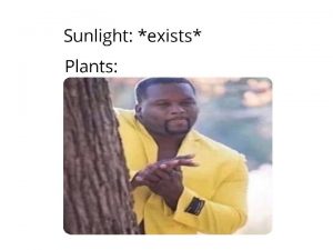 PHOTOSYNTHESIS The process by which plants and plantlike