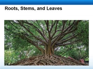 Roots Stems and Leaves Learning Objectives Identify the