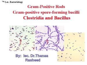 7 th Lec Bacteriology GramPositive Rods Grampositive sporeforming