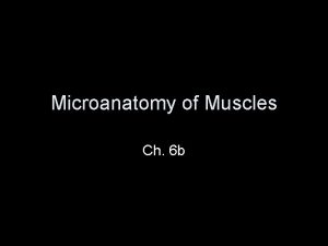 Microanatomy of Muscles Ch 6 b Microscopic Anatomy