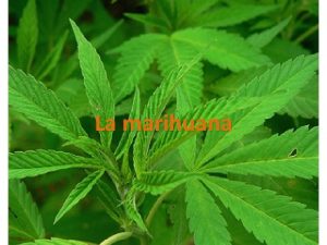 La marihuana Historia de lamarihuana El cannabis es