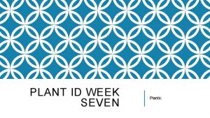 PLANT ID WEEK SEVEN Plants ILEX X ATTENUATE