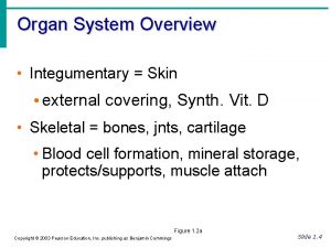 Organ System Overview Integumentary Skin external covering Synth