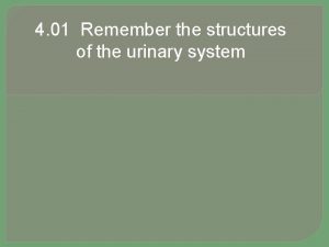 4 01 Remember the structures of the urinary