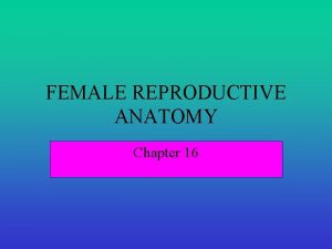 FEMALE REPRODUCTIVE ANATOMY Chapter 16 EXTERNAL GENITALIA The