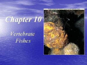 Chapter 10 Vertebrate Fishes Overview Fish has many