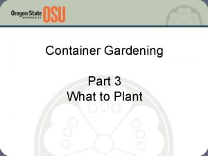 Container Gardening Part 3 What to Plant Container