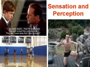Sensation and Perception Sensation and Perception Sensation your