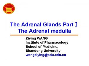 The Adrenal Glands Part The Adrenal medulla Ziying