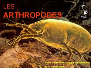 LES ARTHROPODES TBE Gilles Bourbonnais Cgep de SainteFoy