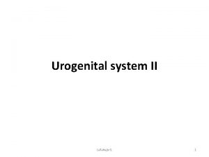 Urogenital system II Lufukuja G 1 DEVELOPMENT OF