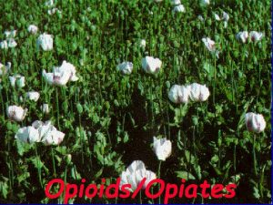 OpioidsOpiates Narcotics Opioids These drugs are referred to