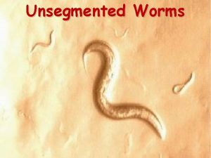 Unsegmented Worms Flatworms Flatworms Belong to the phylum