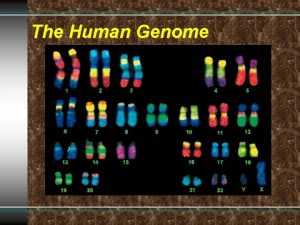 The Human Genome Human Chromosomes Karyotype diagram showing