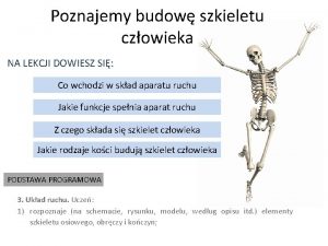 Poznajemy budow szkieletu czowieka NA LEKCJI DOWIESZ SI