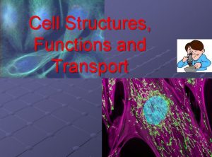 Cell Structures Functions and Transport Cell Organelles Organelle