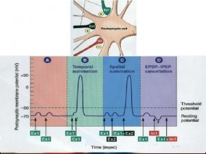 The Effects of Drugs on Neurotransmitters q Agonist