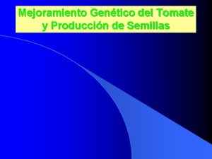 Mejoramiento Gentico del Tomate y Produccin de Semillas