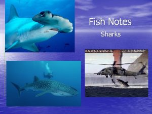 Fish Notes Sharks Class Chondrichthyes skeleton made of