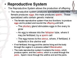 Reproductive System The Reproductive System allows the production