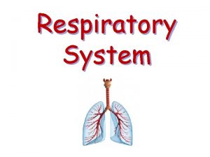 Respiratory System Respiratory System Defn Brings oxygen into