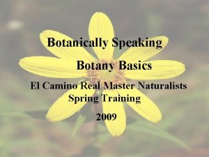Botanically Speaking Botany Basics El Camino Real Master