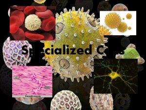 Specialized Cells Specialized Cells Specialized Does one thing