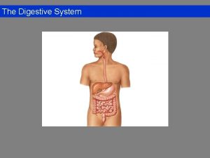 The Digestive System Overview of the Digestive System