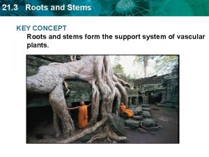 21 3 Roots and Stems KEY CONCEPT Roots