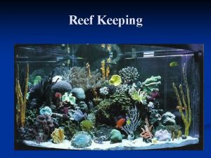 Reef Keeping n Top ten most costly mistakes