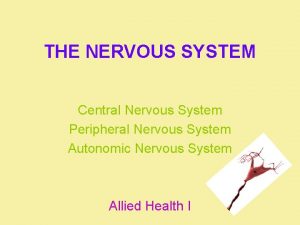 THE NERVOUS SYSTEM Central Nervous System Peripheral Nervous