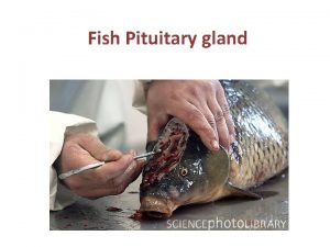 Fish Pituitary gland Structure Pituitary gland is an