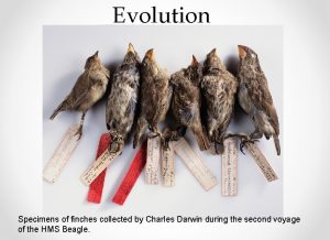 Evolution Specimens of finches collected by Charles Darwin