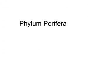 Phylum Porifera Phylum Porifera Pronounced porifera The name