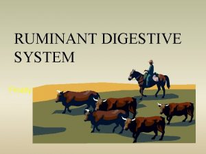 RUMINANT DIGESTIVE SYSTEM Finally Ruminant Anatomy o Mouth