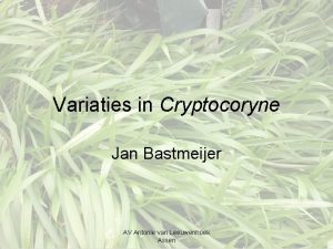 Variaties in Cryptocoryne Jan Bastmeijer AV Antonie van