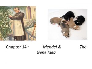 Chapter 14 Mendel Gene Idea The Gregor Mendel