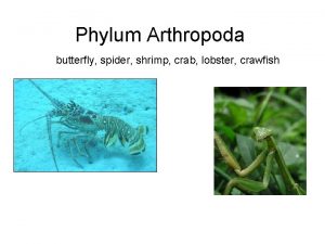 Phylum Arthropoda butterfly spider shrimp crab lobster crawfish