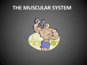 THE MUSCULAR SYSTEM FUNCTIONS OF THE MUSCULAR SYSTEM