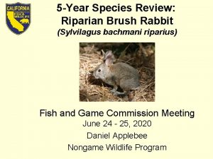 5 Year Species Review Riparian Brush Rabbit Sylvilagus