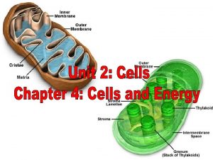 UNIT 2 Cells Chapter 4 Cells and Energy