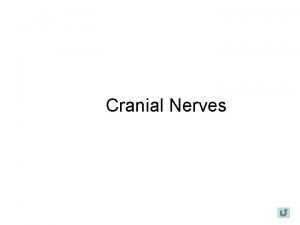 Cranial Nerves Cerebral Cortex Two hemispheres Separated by