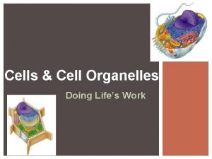 Cells Cell Organelles Doing Lifes Work 2009 2010
