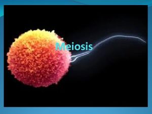 Meiosis Why Do cells Go through Meiosis Cells