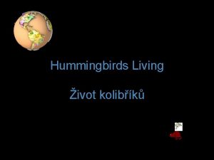 Hummingbirds Living ivot kolibk Kolibci jsou ze vech