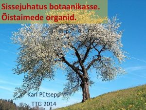 Sissejuhatus botaanikasse istaimede organid Karl Ptsepp TTG 2014