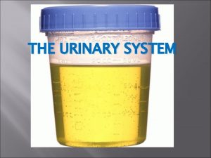 THE URINARY SYSTEM Waste Products Liver removes amine